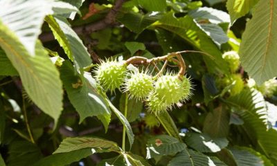 The Conker Tree: An Exploration of the Horse Chestnut and Its Cultural Significance