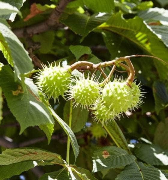 The Conker Tree: An Exploration of the Horse Chestnut and Its Cultural Significance