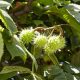 The Conker Tree: An Exploration of the Horse Chestnut and Its Cultural Significance