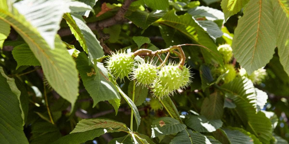 The Conker Tree: An Exploration of the Horse Chestnut and Its Cultural Significance