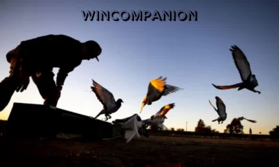 WinCompanion Guide: Smarter Digital Experience Today