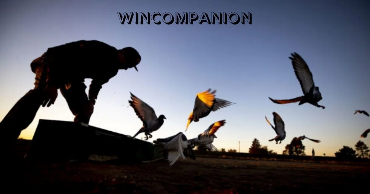 WinCompanion Guide: Smarter Digital Experience Today