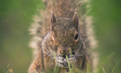 Squirrel: A Complete Guide Words with FAQs and Calculation