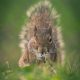 Squirrel: A Complete Guide Words with FAQs and Calculation