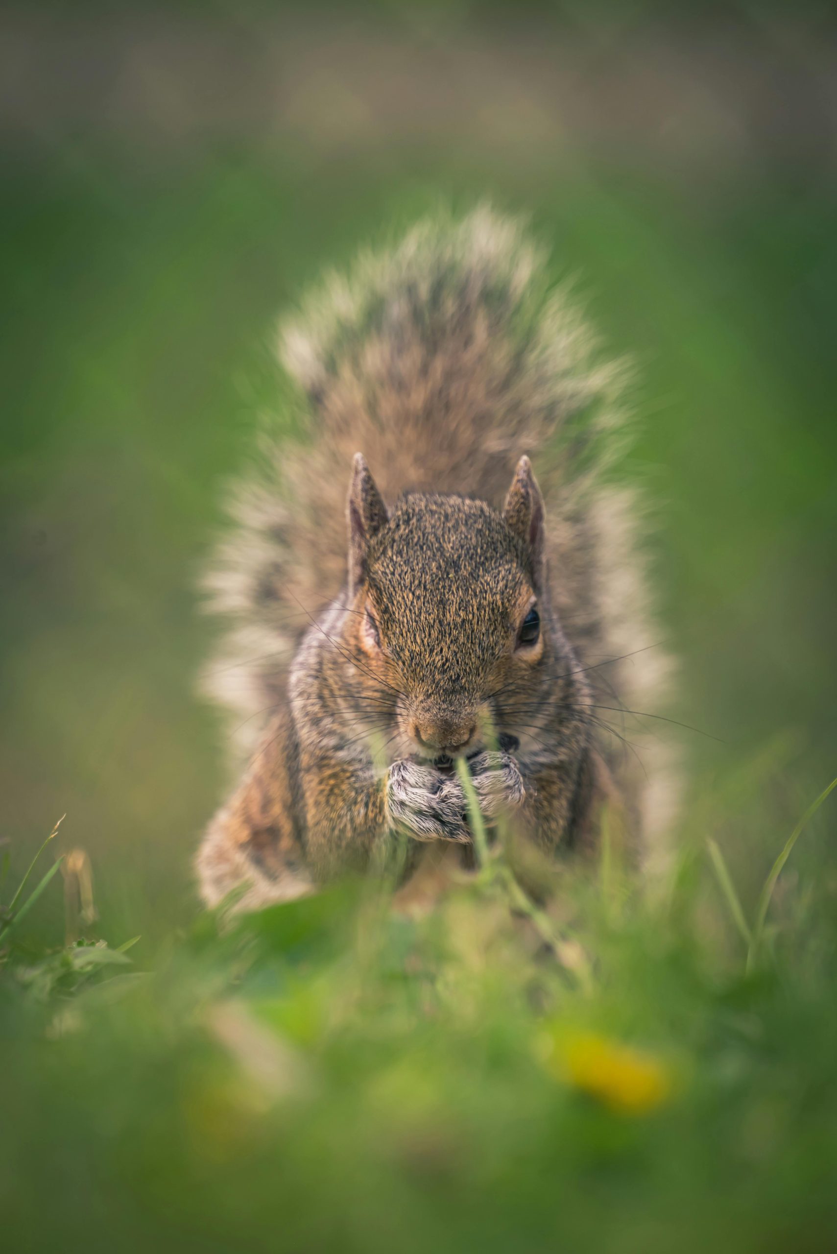 Squirrel: A Complete Guide Words with FAQs and Calculation